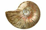 Polished Iridescent Ammonite (Cleoniceras) Fossil - Madagascar #262688-1